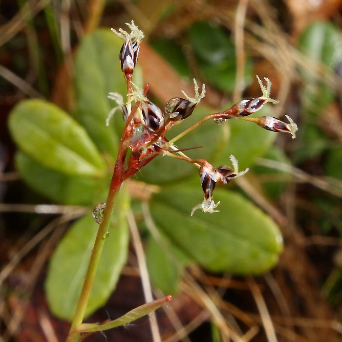 Image of Luzula pilosa specimen.