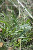 Knautia arvensis