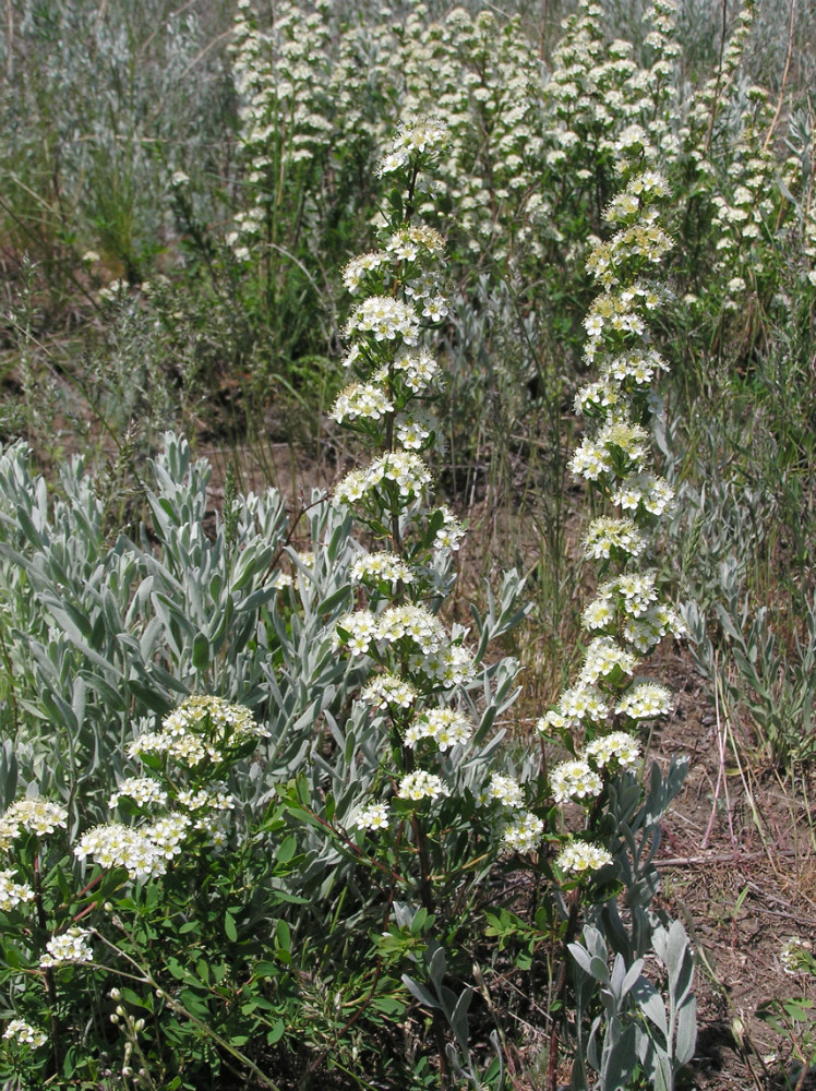 Изображение особи Spiraea hypericifolia.