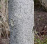 Fraxinus ornus