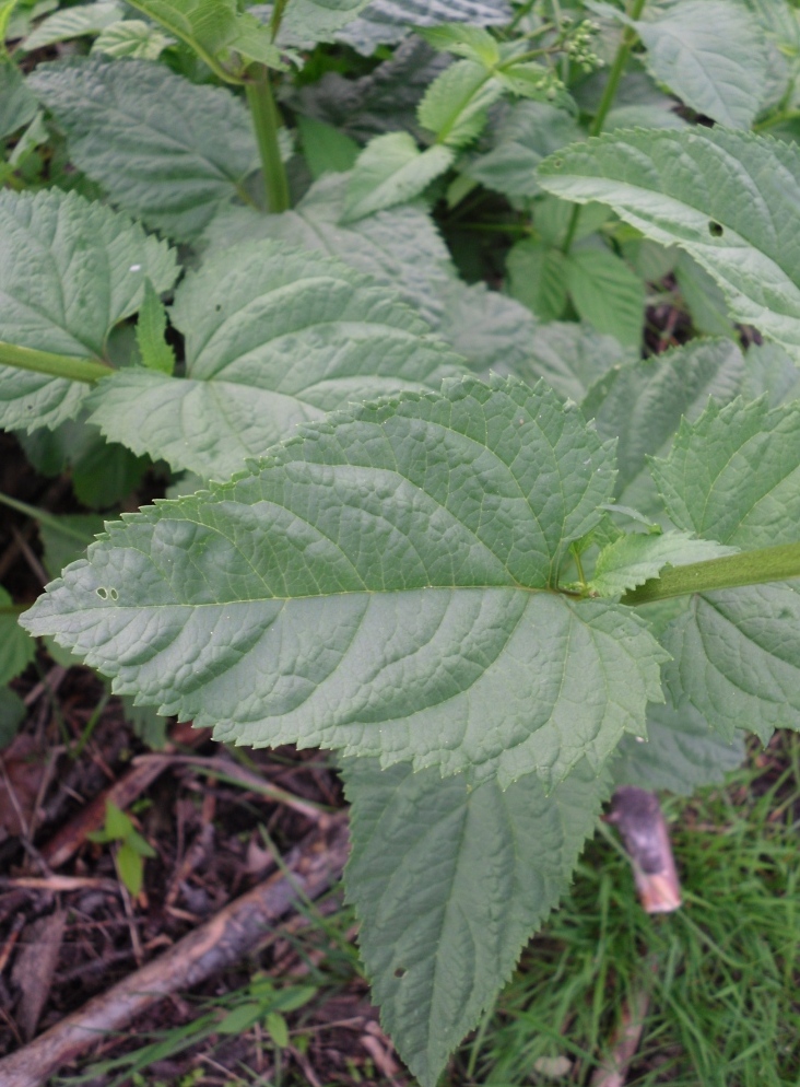 Изображение особи Scrophularia nodosa.