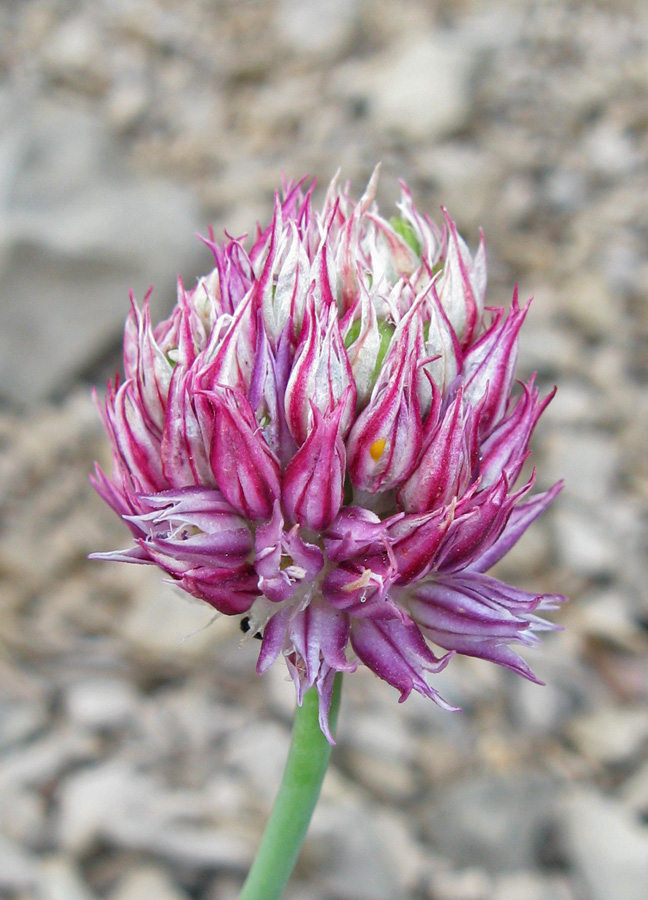 Изображение особи Allium nathaliae.