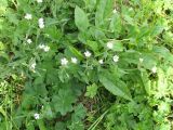 Cerastium davuricum