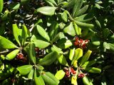 Pittosporum tobira