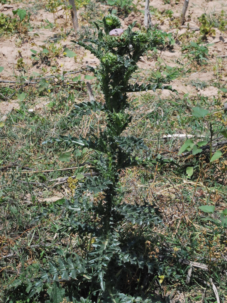 Image of Carduus coloratus specimen.