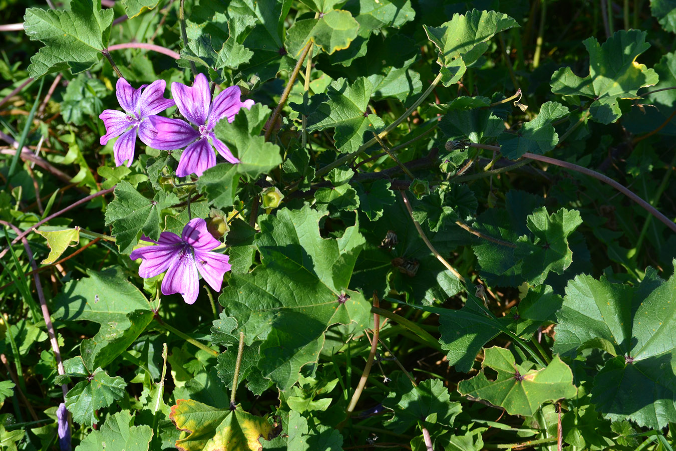 Изображение особи Malva erecta.