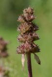 Betonica officinalis