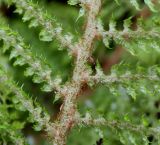 Polystichum setiferum. Средняя часть вайи (вид с нижней стороны; 'Proliferum Plumosum Densum'). Германия, г. Дюссельдорф, Ботанический сад университета. 04.05.2014.