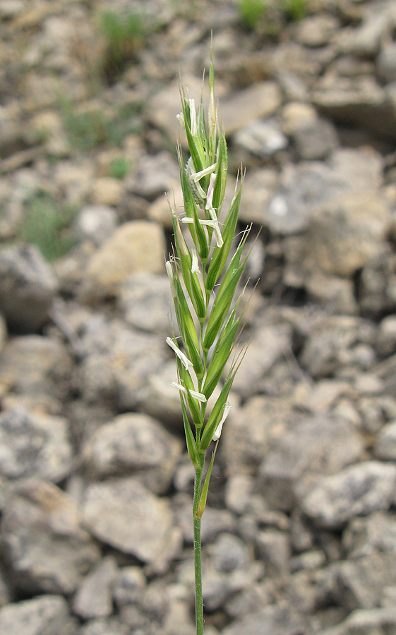 Изображение особи Agropyron ponticum.