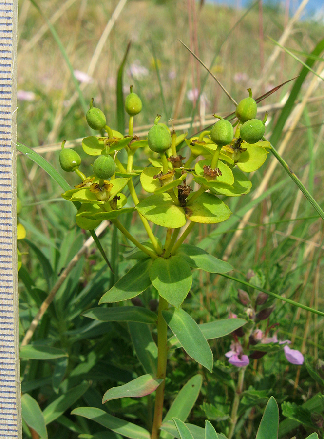 Изображение особи Euphorbia glareosa.