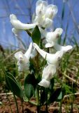 Corydalis erdelii разновидность aragacica. Цветущее растение (var. aragacica Mikhailova 2012). Армения, обл. Гюмри, окр. деревни Джрадзор. 06.05.2014.