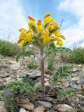 Phlomoides speciosa. Цветущее растение. Южный Казахстан, предгорья Таласского Алатау, левая сторона каньона Коксай, ≈ 1900 м н.у.м. 5 мая 2011 г.