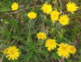 Hieracium alpinum