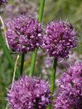 Allium montanostepposum. Соцветия. Восточно-Казахстанская область, берег Усть-Каменогорского водохранилища. 15.08.2009.