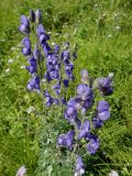 Aconitum baicalense