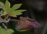 genus Gossypium