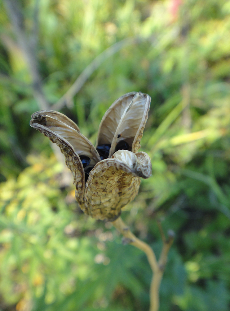 Image of Hemerocallis minor specimen.