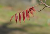 Rhus copallinum