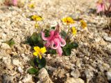 Dicentra peregrina. Цветущее растение среди Viola crassa. Магаданская обл., Ольский р-н, бассейн р. Окса, щебнистая сопка. 04.06.2012.