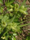 Salvia stepposa