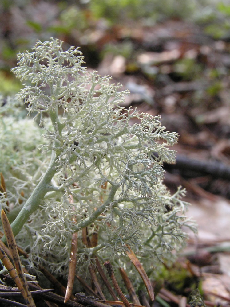 Изображение особи Cladonia arbuscula.