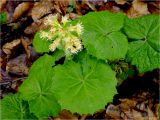 Petasites albus