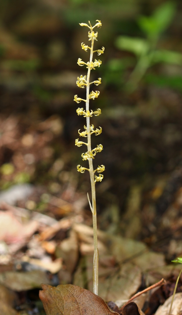 Image of Neottia asiatica specimen.