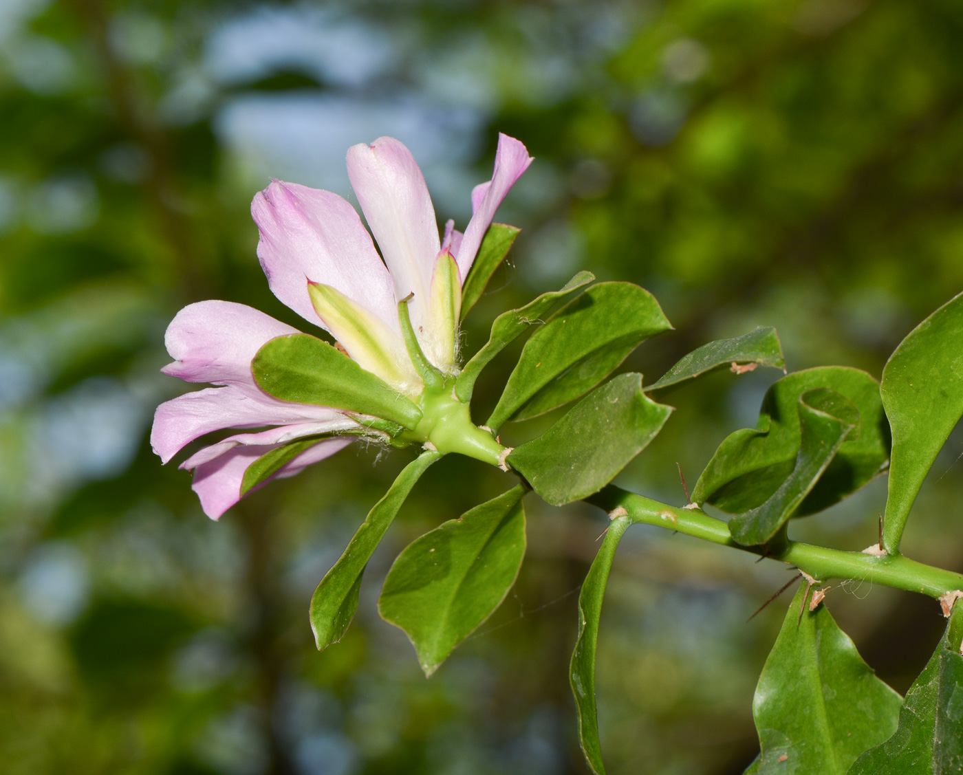 Image of genus Pereskia specimen.