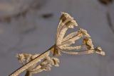 Bupleurum longifolium подвид aureum. Верхушка сухого побега с остатками соплодия-зонтика в инее. Башкортостан, Белорецкий р-н, Верхнеавзянский сельсовет, окр. с. Исмакаево, хр. Большой Шатак, ≈ 800 м н.у.м, разреженный березовый лес с вкраплениями лиственницы. 5 ноября 2017 г.