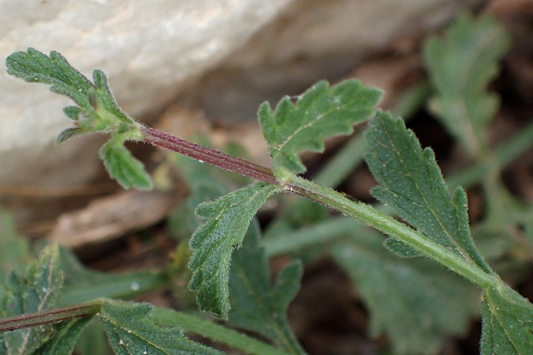 Изображение особи Verbena officinalis.