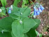 Mertensia pterocarpa. Верхушка цветущего растения. Сахалинская обл., о. Итуруп, долина р. Хвойная, на обочине зарастающей дороги (от гусеничной техники). 23.07.2016.