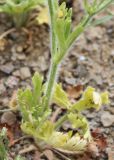 Ranunculus oxyspermus