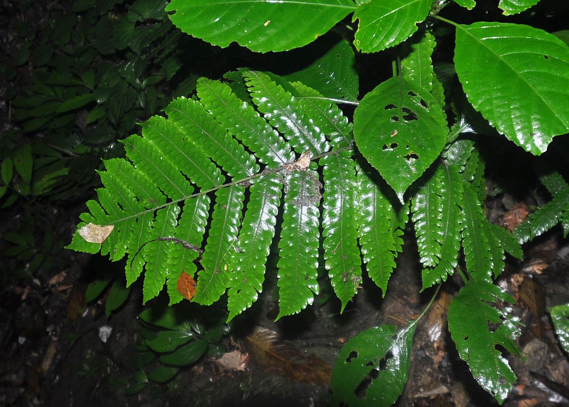 Изображение особи род Pleocnemia.
