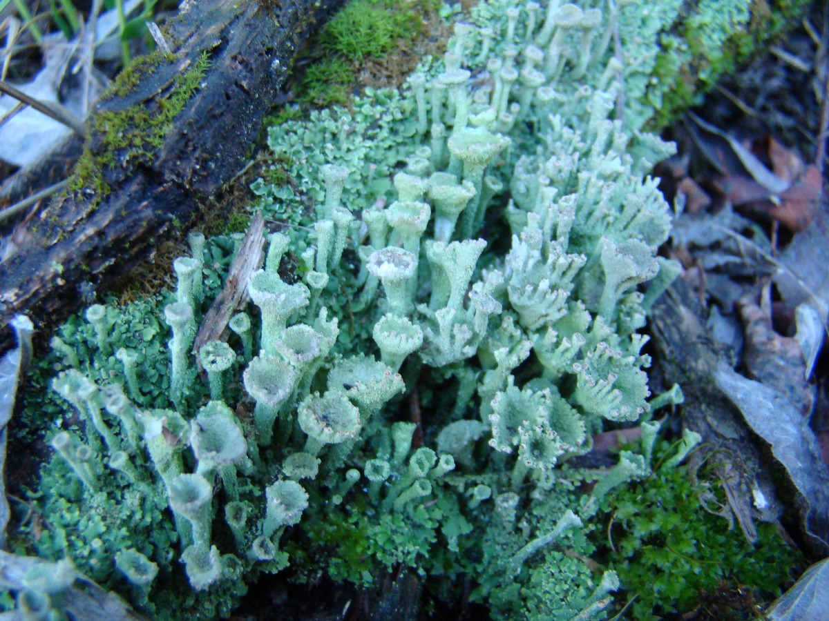 Изображение особи род Cladonia.