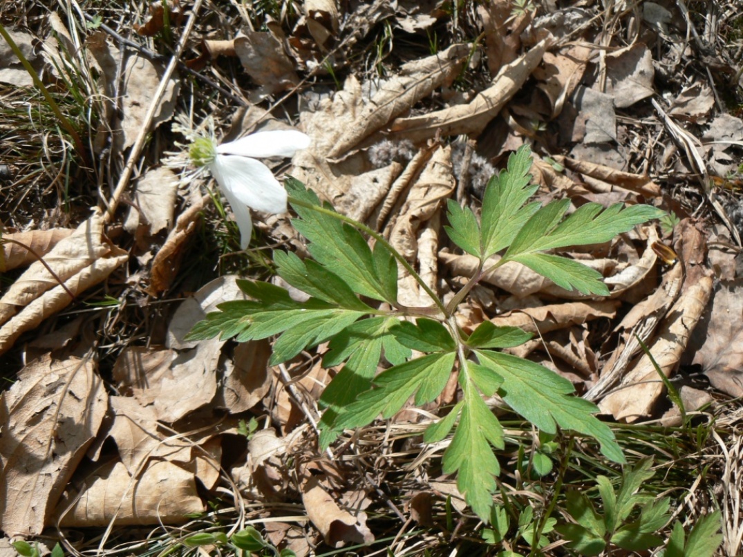 Image of Anemone amurensis specimen.