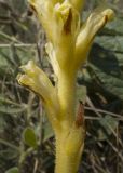 Orobanche centaurina