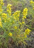 Artemisia palustris