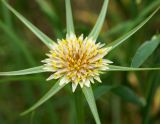 genus Tragopogon. Соцветие. Узбекистан, склон при спуске с Китабского перевала. 03.04.2018.