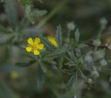 род Potentilla