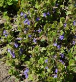 Glechoma hederacea. Цветущие растения. Восточный Казахстан, г. Усть-Каменогорск, правый берег р. Иртыш, обочина грунтовой дороги. 16.05.2018.