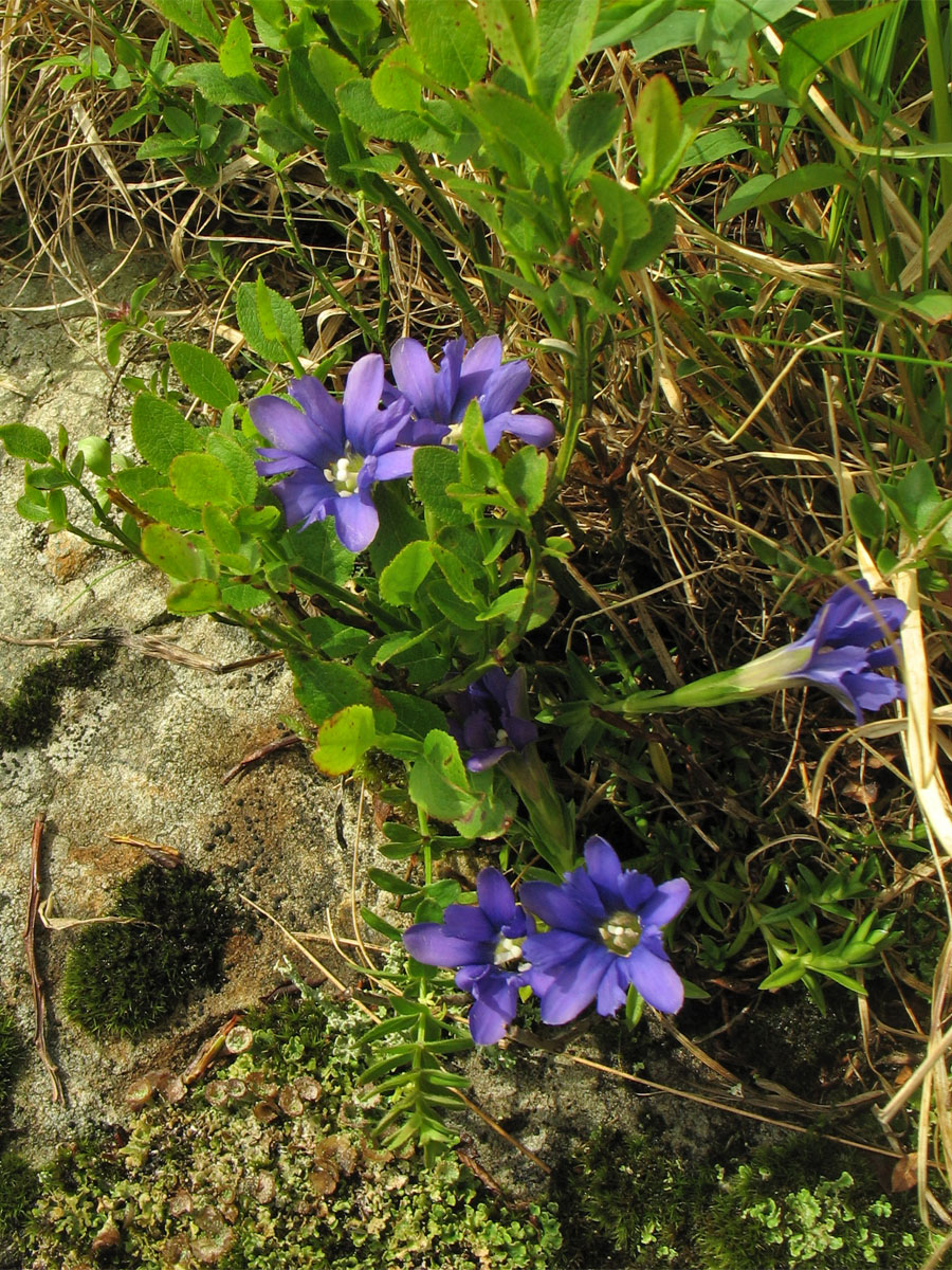 Image of Gentiana laciniata specimen.