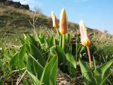 Tulipa berkariensis. Цветущие растения в вечерние часы. Южный Казахстан, хр. Сырдарьинский Каратау, ущ. Беркара, придонная часть под склоном юго-вост. экспозиции, ≈ 700 м н.у.м., locus classicus 20 марта 2019 г.