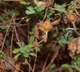 Cistus salviifolius. Верхушка побега с плодом. Турция, Анталья, р-н Аланья, левый борт долины р. Дим, окр. пещеры Дим, на склоне у дороги на краю соснового леса. 22.08.2018.