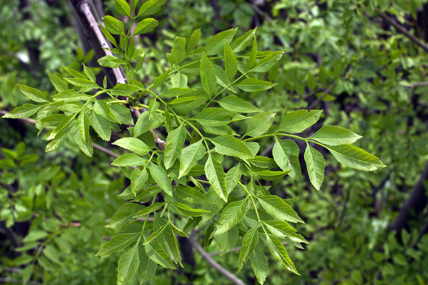 Image of genus Fraxinus specimen.