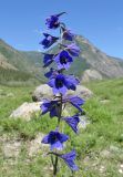 Delphinium laxiflorum. Верхушка соцветия. Алтай, 24 км СЗЗ с. Акташ, долина р. Чуя, лугово-степной склон. 6 июля 2019 г.