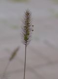 Setaria viridis