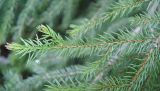 Picea abies