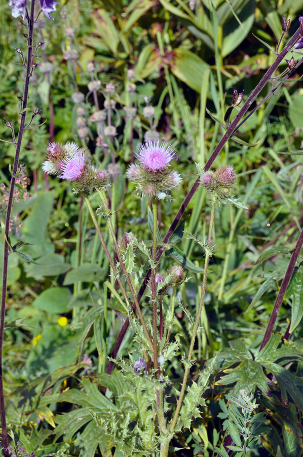 Изображение особи Cirsium polyacanthum.