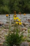 Papaver nudicaule