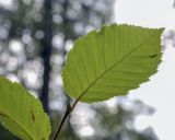 Betula megrelica. Лист (видна абаксиальная поверхность). Москва, ГБС РАН, дендрарий. 30.08.2021.